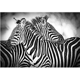 Vliesové fototapety zebry rozměr 368 cm x 254 cm