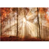 Vliesové fototapety les na podzim rozměr 254 cm x 184 cm
