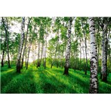 Vliesové fototapety slunečný březový les rozměr 368 cm x 254 cm
