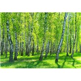 Vliesové fototapety březový les rozměr 368 cm x 254 cm