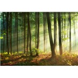 Vliesové fototapety svítání v lese rozměr 368 cm x 254 cm