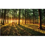 Fototapety les a západ slunce rozměr 368 cm x 254 cm