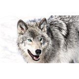 Vliesové fototapety vlk s modrýma očima rozměr 416 cm x 254 cm