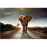 Vliesové fototapety slon rozměr 375 cm x 250 cm