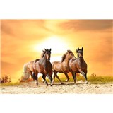 Vliesové fototapety koně při západu slunce rozměr 375 cm x 250 cm