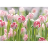 Fototapety růžové tulipány rozměr 368 cm x 254 cm