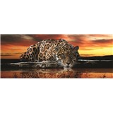 Vliesové fototapety jaguár rozměr 250 cm x 100 cm