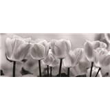 Vliesové fototapety tulipány rozměr 250 cm x 104 cm