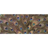 Vliesové fototapety paví peří rozměr 250 cm x 104 cm