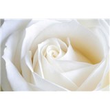 Vliesové fototapety bílá růže rozměr 312 cm x 219 cm