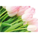 Fototapety růžové tulipány rozměr 368 cm x 254 cm