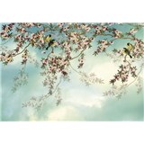 Fototapety Sakura rozměr 368 cm x 254 cm