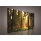 Obraz na plátně les s východem slunce 100 x 75 cm