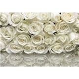 Fototapety růže bílé rozměr 368 cm x 254 cm - POSLEDNÍ KUSY