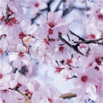 Samolepící tapeta rozkvetlá větev s růžovými květy- 45 cm x 15 m   AKCE