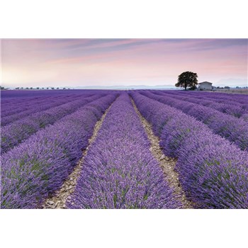 Vliesové fototapety Provence rozměr 368 cm x 248 cm