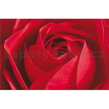 Fototapety Limportant cest la Rose rozměr 175 cm x 115 cm - POSLEDNÍ KUSY