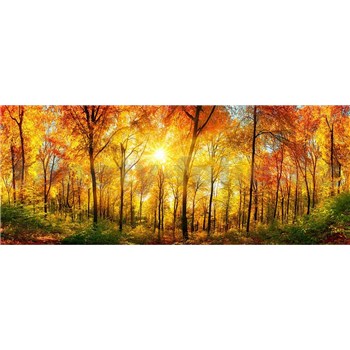 Vliesové fototapety prosluněný les rozměr 375 cm x 150 cm - POSLEDNÍ KUSY