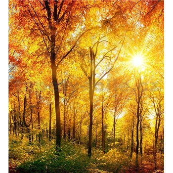 Vliesové fototapety prosluněný les rozměr 225 cm x 250 cm - POSLEDNÍ KUSY