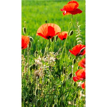 Vliesové fototapety pole s vlčími máky rozměr 150 cm x 250 cm - POSLEDNÍ KUSY