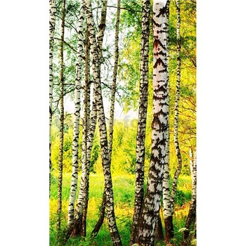 Vliesové fototapety březový les rozměr 150 cm x 250 cm