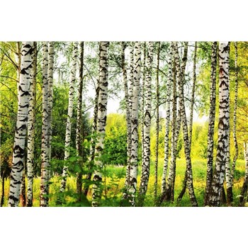 Vliesové fototapety březový les rozměr 375 cm x 250 cm