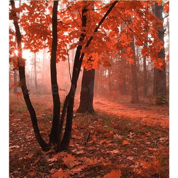 Vliesové fototapety mlhový les rozměr 225 cm x 250 cm