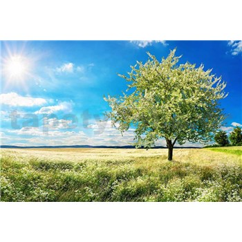 Vliesové fototapety rozkvetlý strom rozměr 375 cm x 250 cm - POSLEDNÍ KUSY