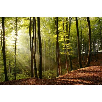 Vliesové fototapety les rozměr 375 cm x 250 cm - POSLEDNÍ KUSY