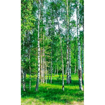 Vliesové fototapety břízy rozměr 150 cm x 250 cm - POSLEDNÍ KUSY
