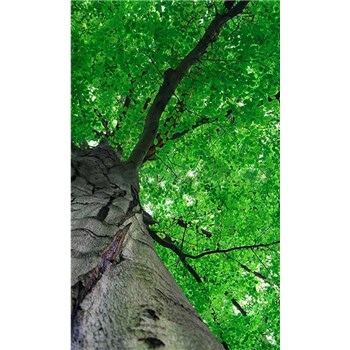 Vliesové fototapety koruny stromů rozměr 150 cm x 250 cm