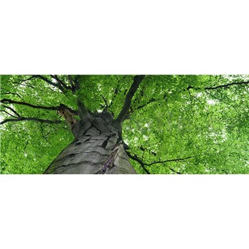 Vliesové fototapety koruny stromů rozměr 375 cm x 150 cm