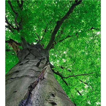 Vliesové fototapety koruny stromů rozměr 225 cm x 250 cm