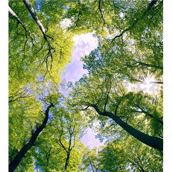 Vliesové fototapety stromy rozměr 225 cm x 250 cm - POSLEDNÍ KUSY