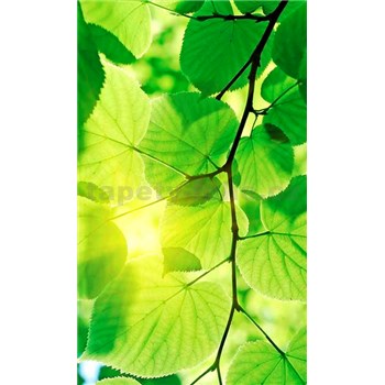 Vliesové fototapety zelené listy rozměr 150 cm x 250 cm - POSLEDNÍ KUSY