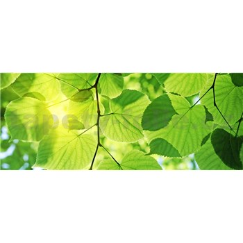 Vliesové fototapety zelené listy rozměr 375 cm x 150 cm
