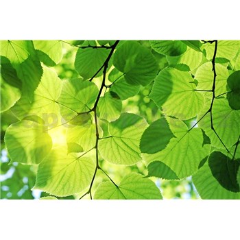 Vliesové fototapety zelené listy rozměr 375 cm x 250 cm
