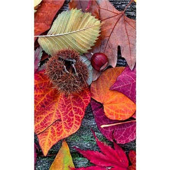 Vliesové fototapety barevné listí rozměr 150 cm x 250 cm