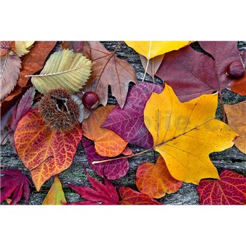 Vliesové fototapety barevné listí rozměr 375 cm x 250 cm