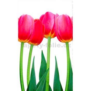 Vliesové fototapety tulipány rozměr 150 cm x 250 cm