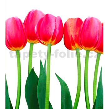 Vliesové fototapety tulipány rozměr 225 cm x 250 cm