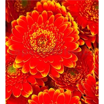 Vliesové fototapety gerbera rozměr 225 cm x 250 cm