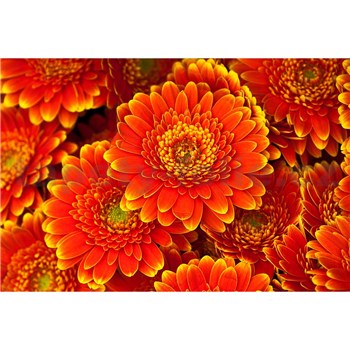 Vliesové fototapety gerbera rozměr 375 cm x 250 cm