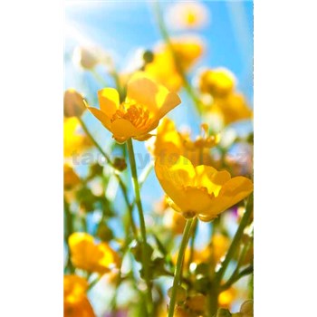 Vliesové fototapety žluté květy rozměr 150 cm x 250 cm