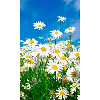Vliesové fototapety kopretiny rozměr 150 cm x 250 cm - POSLEDNÍ KUSY
