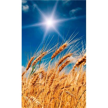 Vliesové fototapety pšeničné pole rozměr 150 cm x 250 cm - POSLEDNÍ KUSY