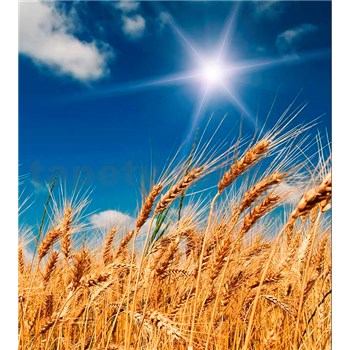 Vliesové fototapety pšeničné pole rozměr 225 cm x 250 cm
