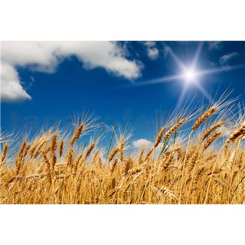 Vliesové fototapety pšeničné pole rozměr 375 cm x 250 cm
