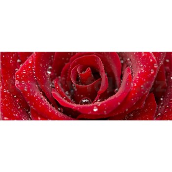 Vliesové fototapety červená růže rozměr 375 cm x 150 cm
