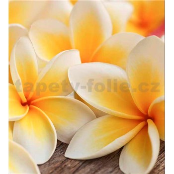 Vliesové fototapety plumeria rozměr 225 cm x 250 cm